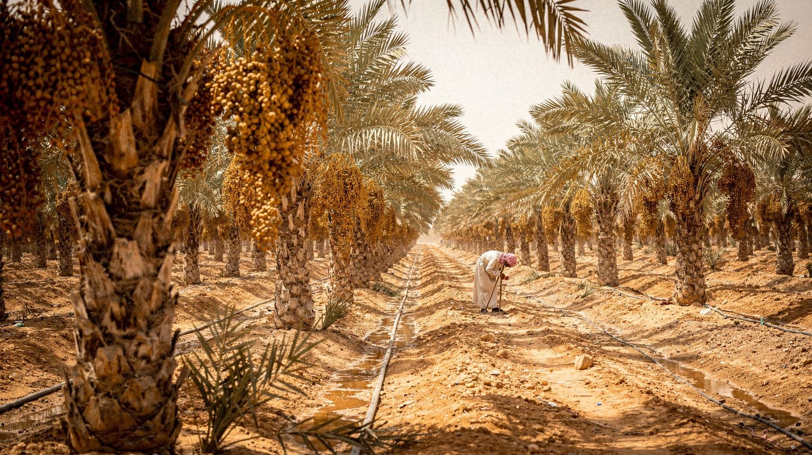 Is Qassim worth the drive from Riyadh?