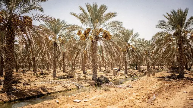 Qassim