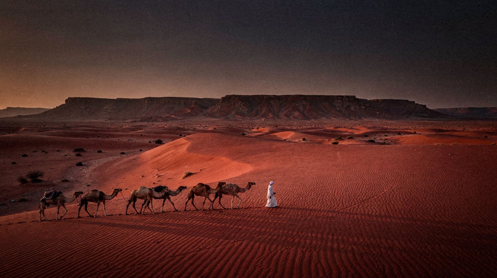 Passeggiate a dorso di cammello e cavallo vicino a Riad
