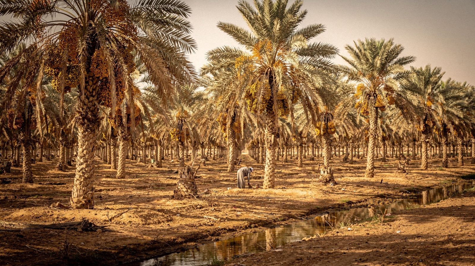 Riyadh, Ushaiger and Al-Qassim in four days